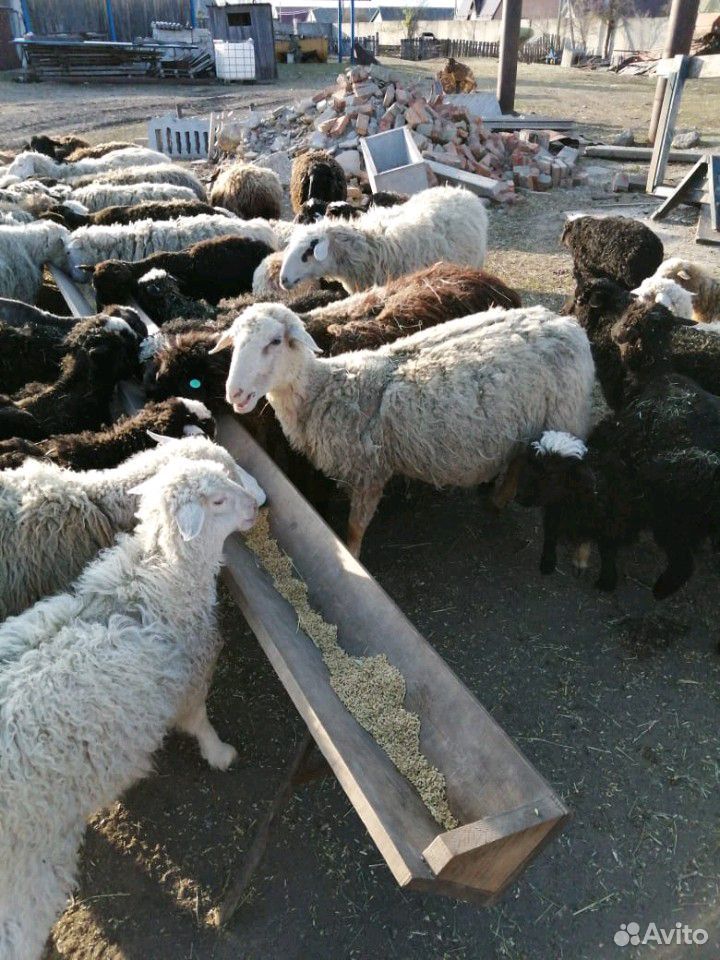 Овцематки купить на Зозу.ру - фотография № 3