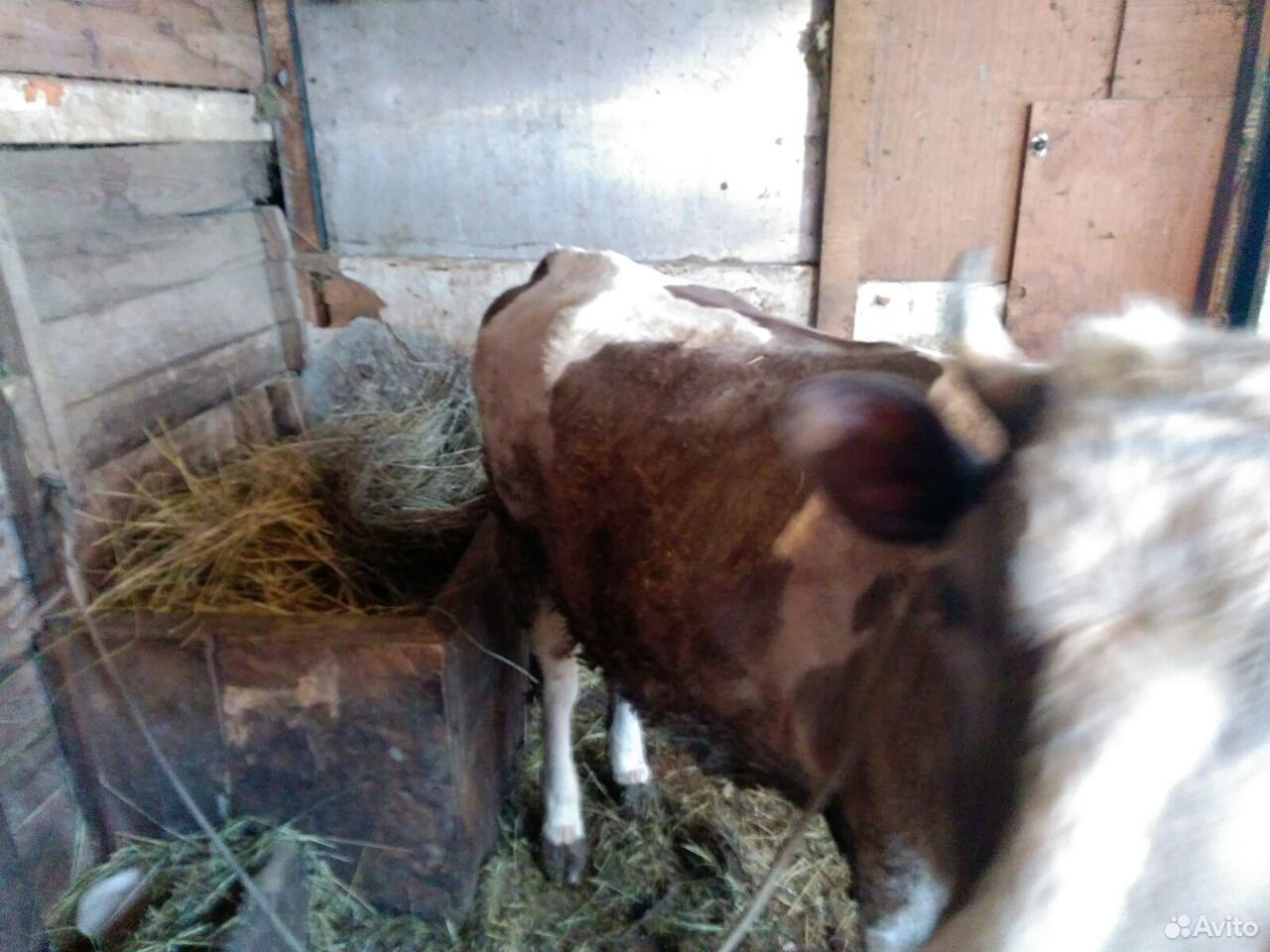 Корова дойная с телёнком купить на Зозу.ру - фотография № 3