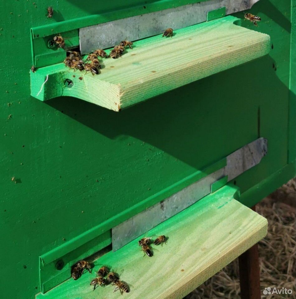 Продается пчелосемьи купить на Зозу.ру - фотография № 1