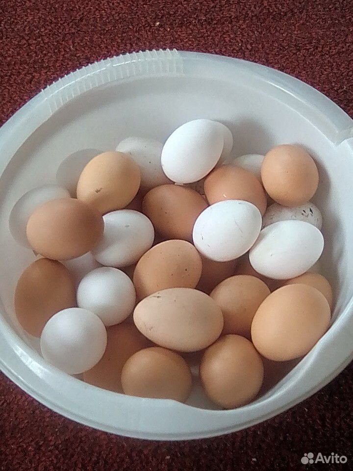 Яйца от домашних сельских кур купить на Зозу.ру - фотография № 3