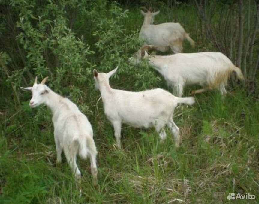3 козы + 5 козлят купить на Зозу.ру - фотография № 1