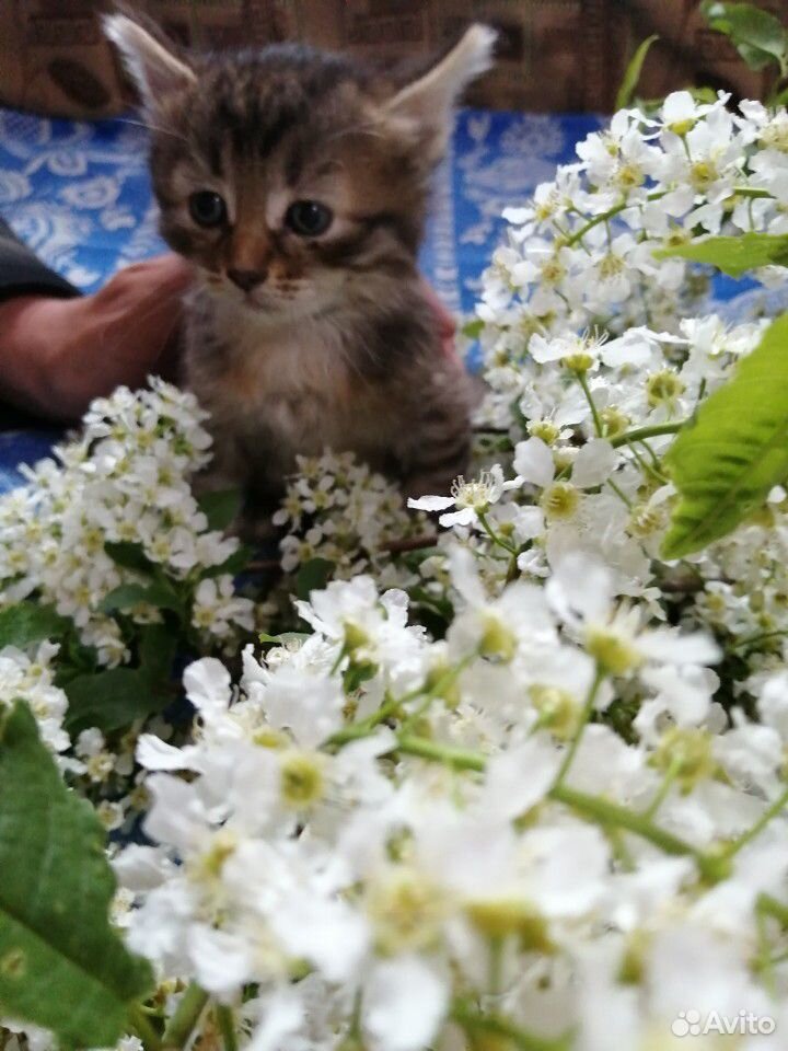 Котята в добрые и заботливые руки купить на Зозу.ру - фотография № 6