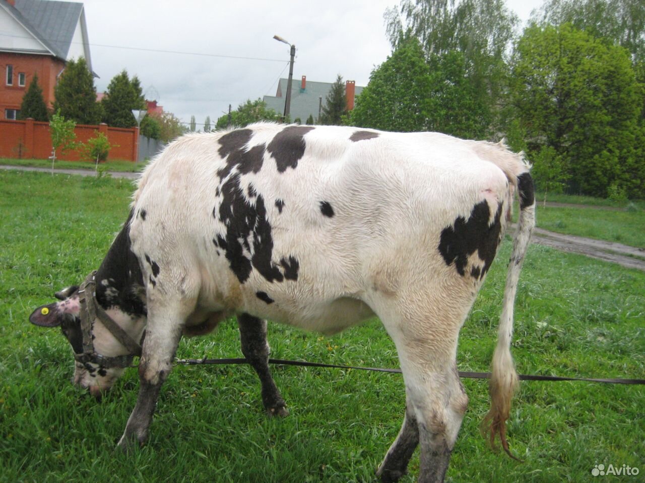 Корова и годовалая телка купить на Зозу.ру - фотография № 3