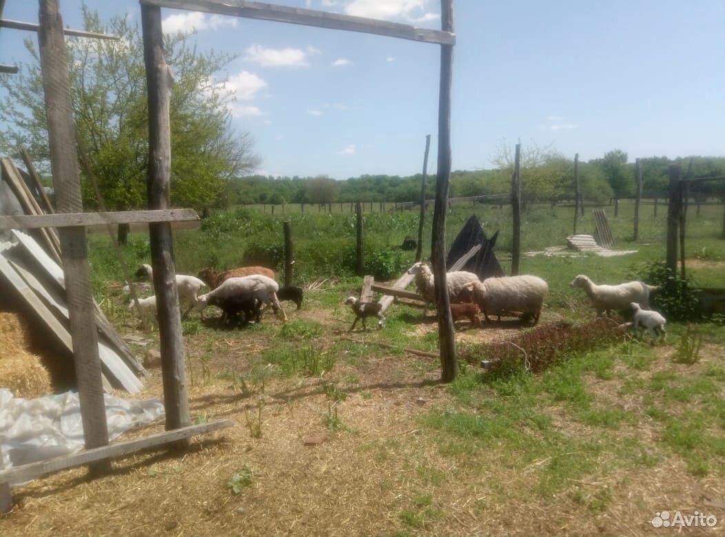 Овцы ягнята купить на Зозу.ру - фотография № 3