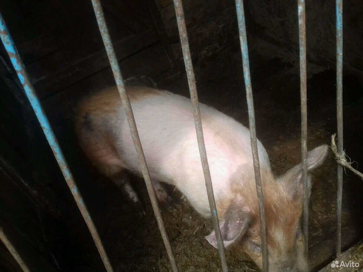 Свиноматка с поросятами купить на Зозу.ру - фотография № 8