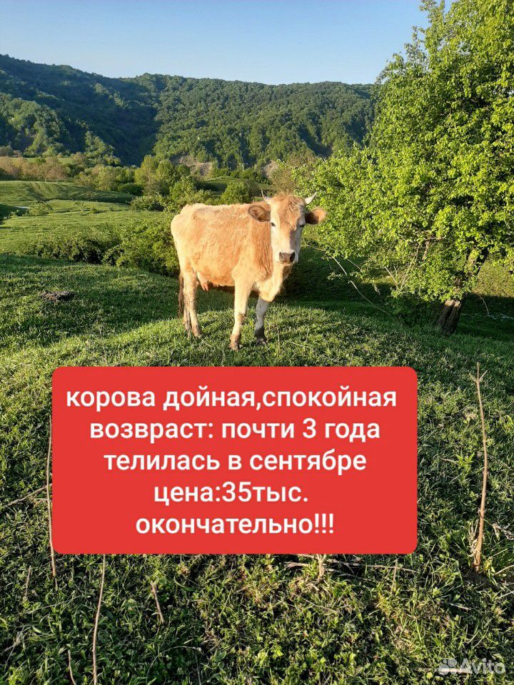 2 коровы 2 телёнка купить на Зозу.ру - фотография № 3