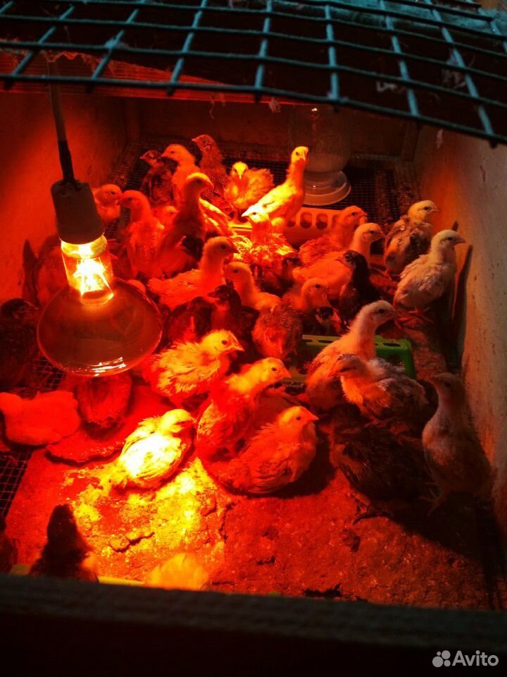 Домашние цыплята купить на Зозу.ру - фотография № 1