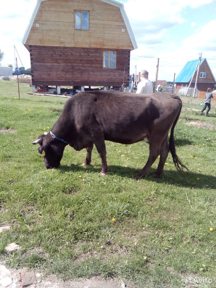 Отличная корова купить на Зозу.ру - фотография № 5