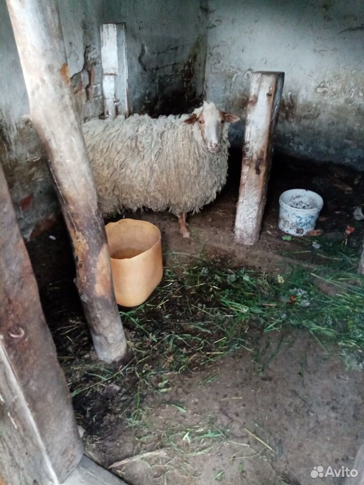 Продам овец купить на Зозу.ру - фотография № 2