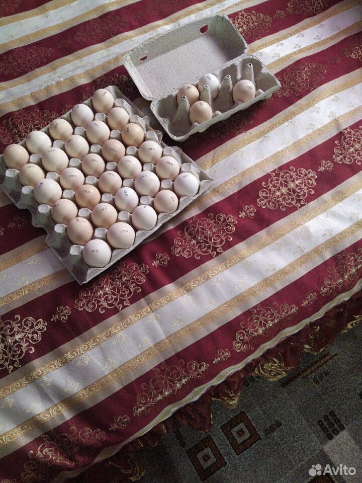 Цыплята суточные вылупились 14. 05. бролер купить на Зозу.ру - фотография № 1