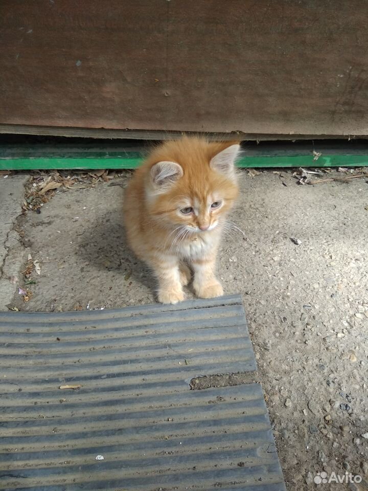 Красивый рыжий котик купить на Зозу.ру - фотография № 1