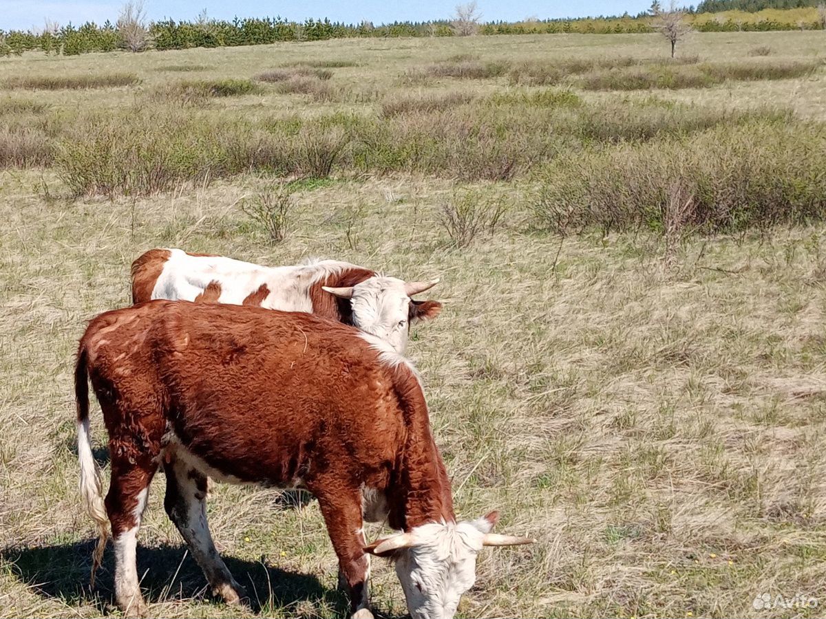 Продаются казахский белоголовые коровы с телятами купить на Зозу.ру - фотография № 2