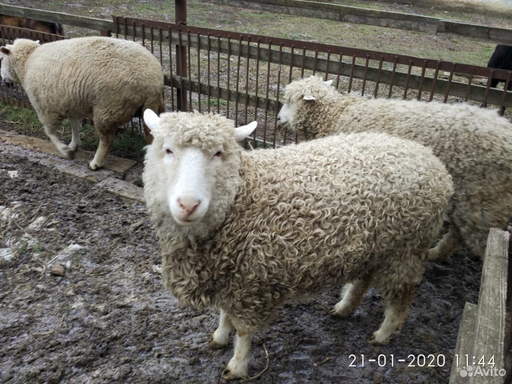 Овцы, козы и козлята на племя купить на Зозу.ру - фотография № 1