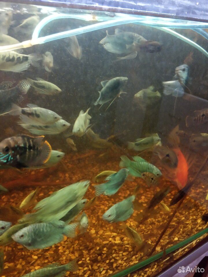Аквариумные рыбки купить на Зозу.ру - фотография № 3