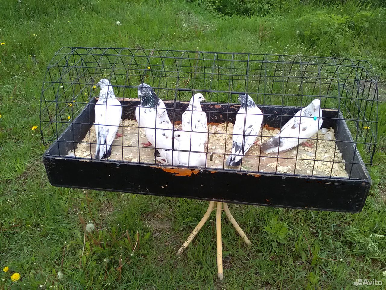 Продаются голуби купить на Зозу.ру - фотография № 2
