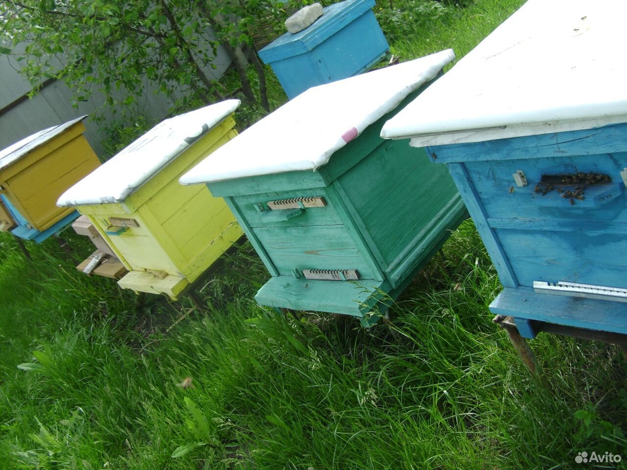 Пчеломатки купить на Зозу.ру - фотография № 1