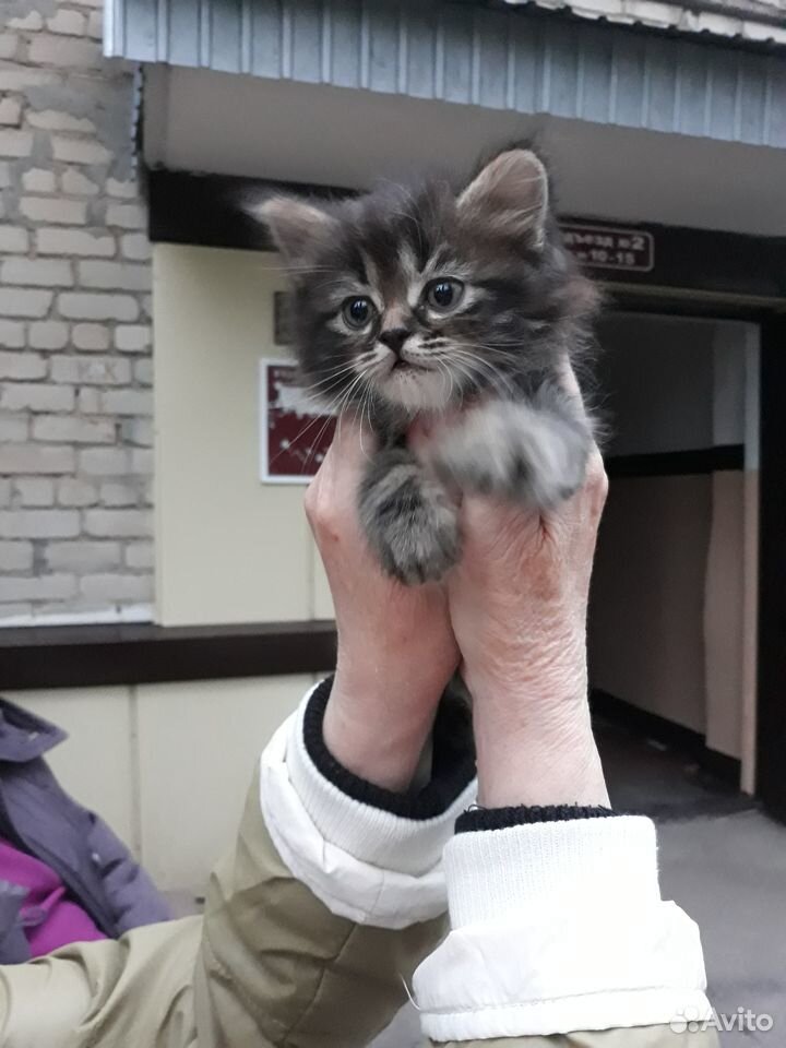 Отдам котенка в добрые руки) купить на Зозу.ру - фотография № 3