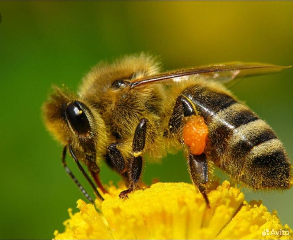 Отводки пчел купить на Зозу.ру - фотография № 1