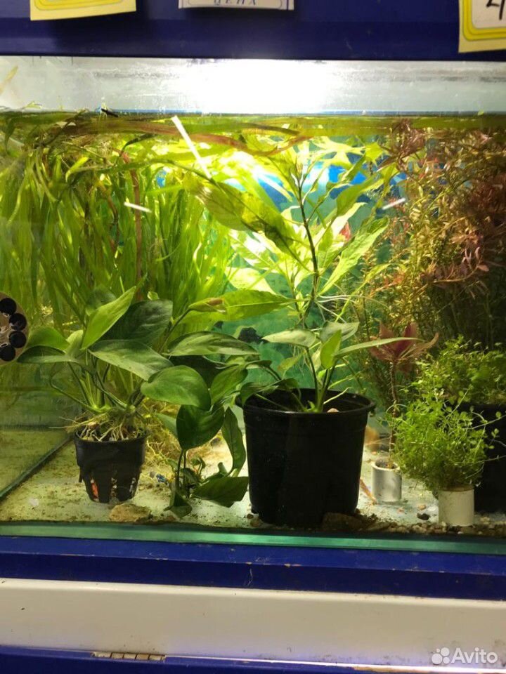 Растения аквариумные купить на Зозу.ру - фотография № 5