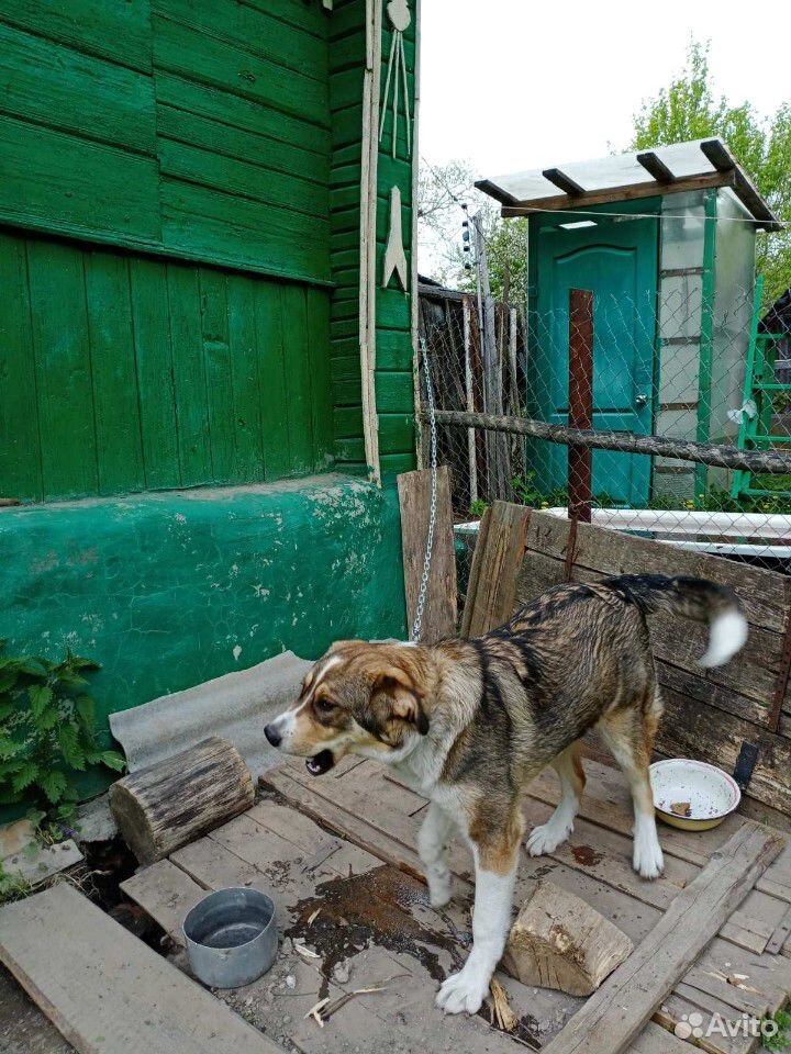 Собака купить на Зозу.ру - фотография № 5