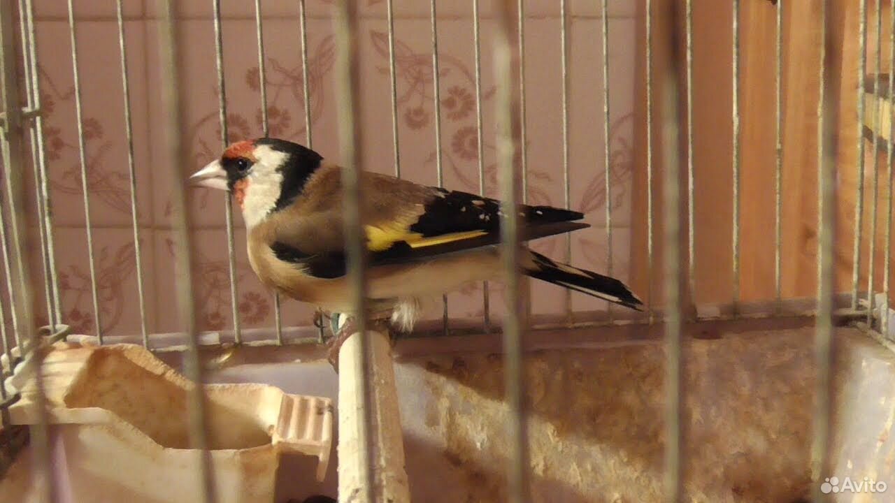 Щегол птица домашняя. Щегол домашний. Щегол в клетке. Щегол домашнее содержание. Щегол птица домашняя.