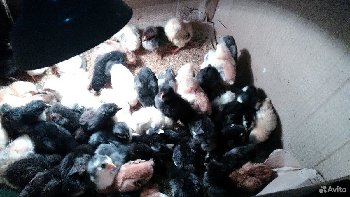 Цыплята домашние 10 дневные купить на Зозу.ру - фотография № 1
