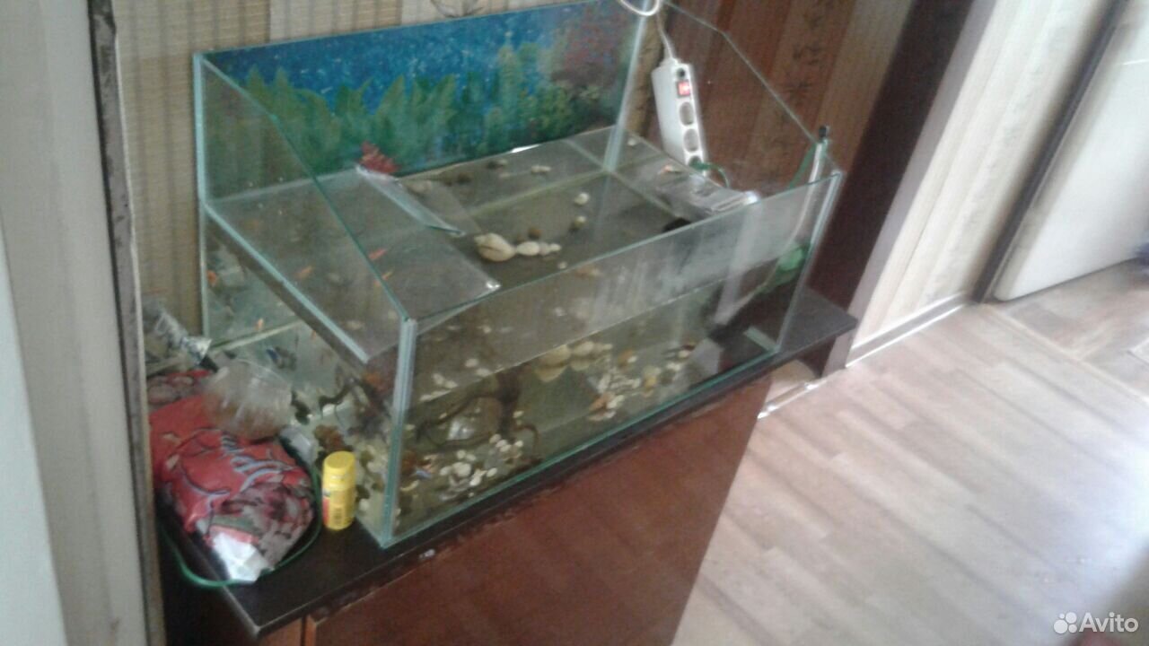 Продаю аквариум с содержимым купить на Зозу.ру - фотография № 1
