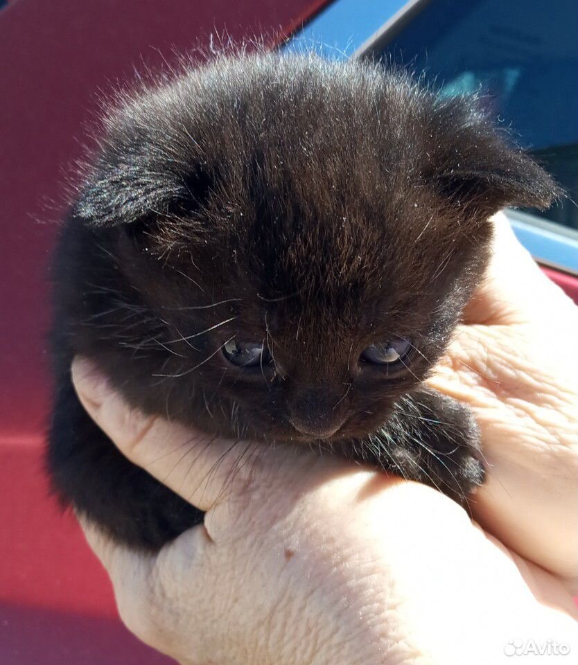 Котята бесплатно от британской вислоухой кошечки