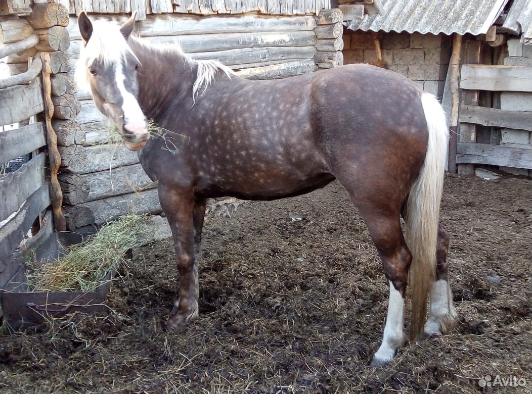 Лошадь обученная купить на Зозу.ру - фотография № 1