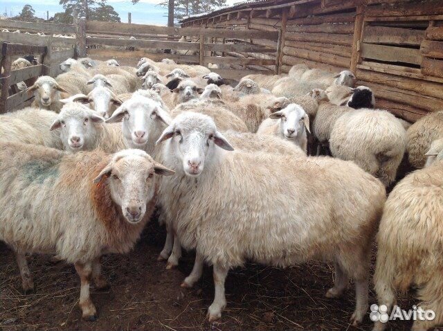 Бараны, овцы купить на Зозу.ру - фотография № 1