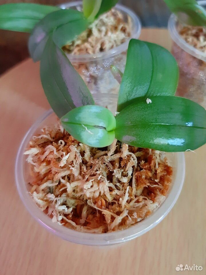 Орхидея. гигантея купить на Зозу.ру - фотография № 2