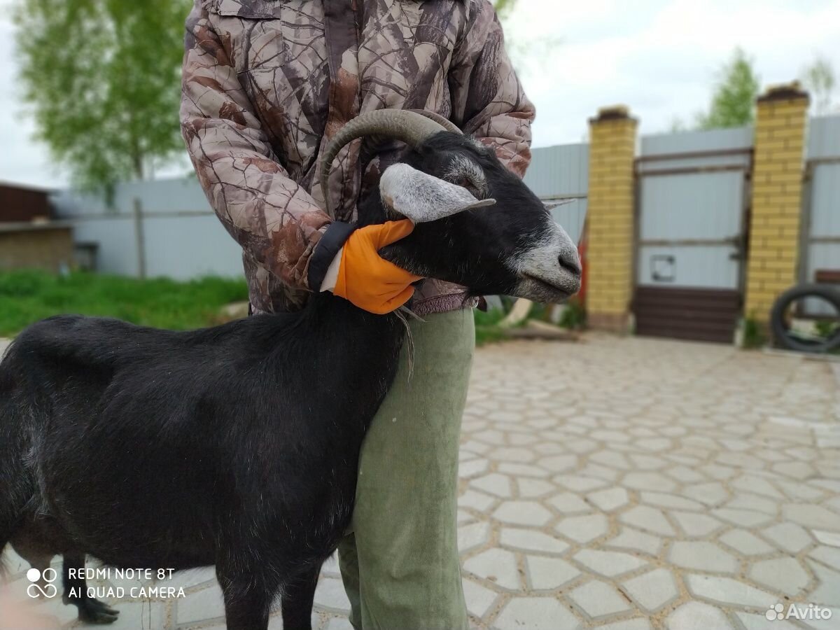 Продам нубийских коз купить на Зозу.ру - фотография № 1