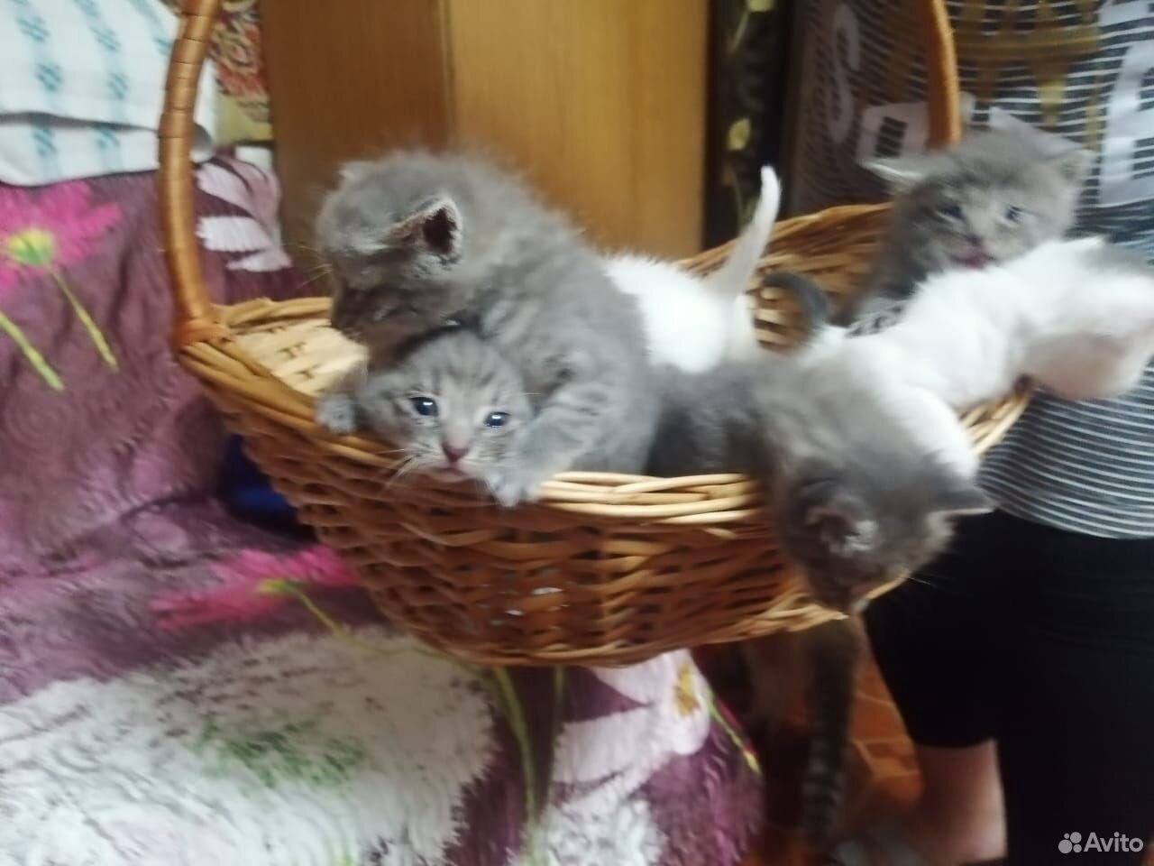 Котята в хорошие руки купить на Зозу.ру - фотография № 5