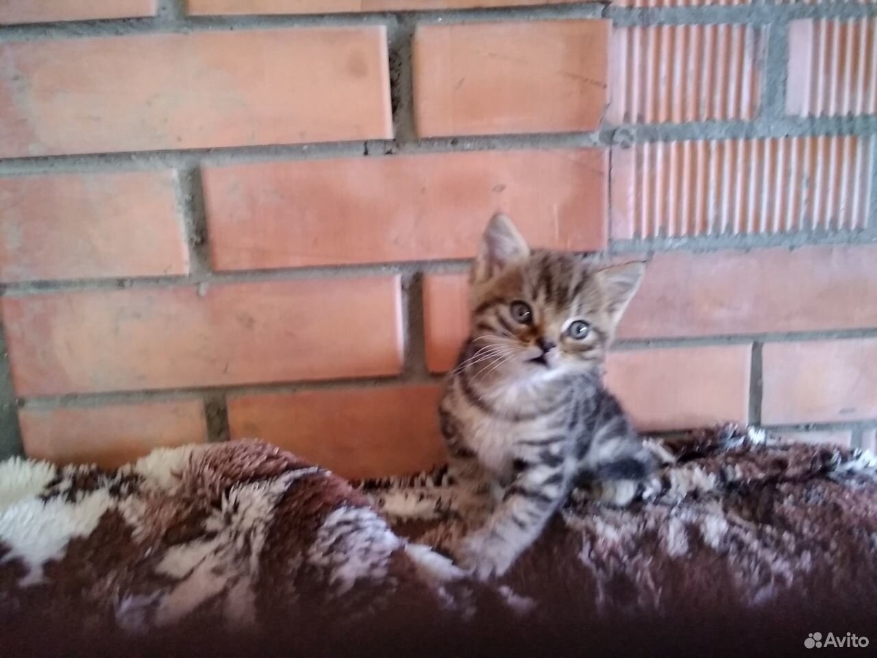 Подарю котёнка купить на Зозу.ру - фотография № 3
