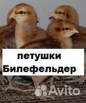 Цыплята Билефельдер (петушки недельные) купить на Зозу.ру - фотография № 1