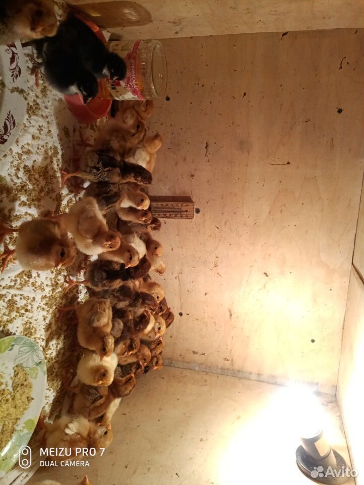 Цыплята помесь купить на Зозу.ру - фотография № 2
