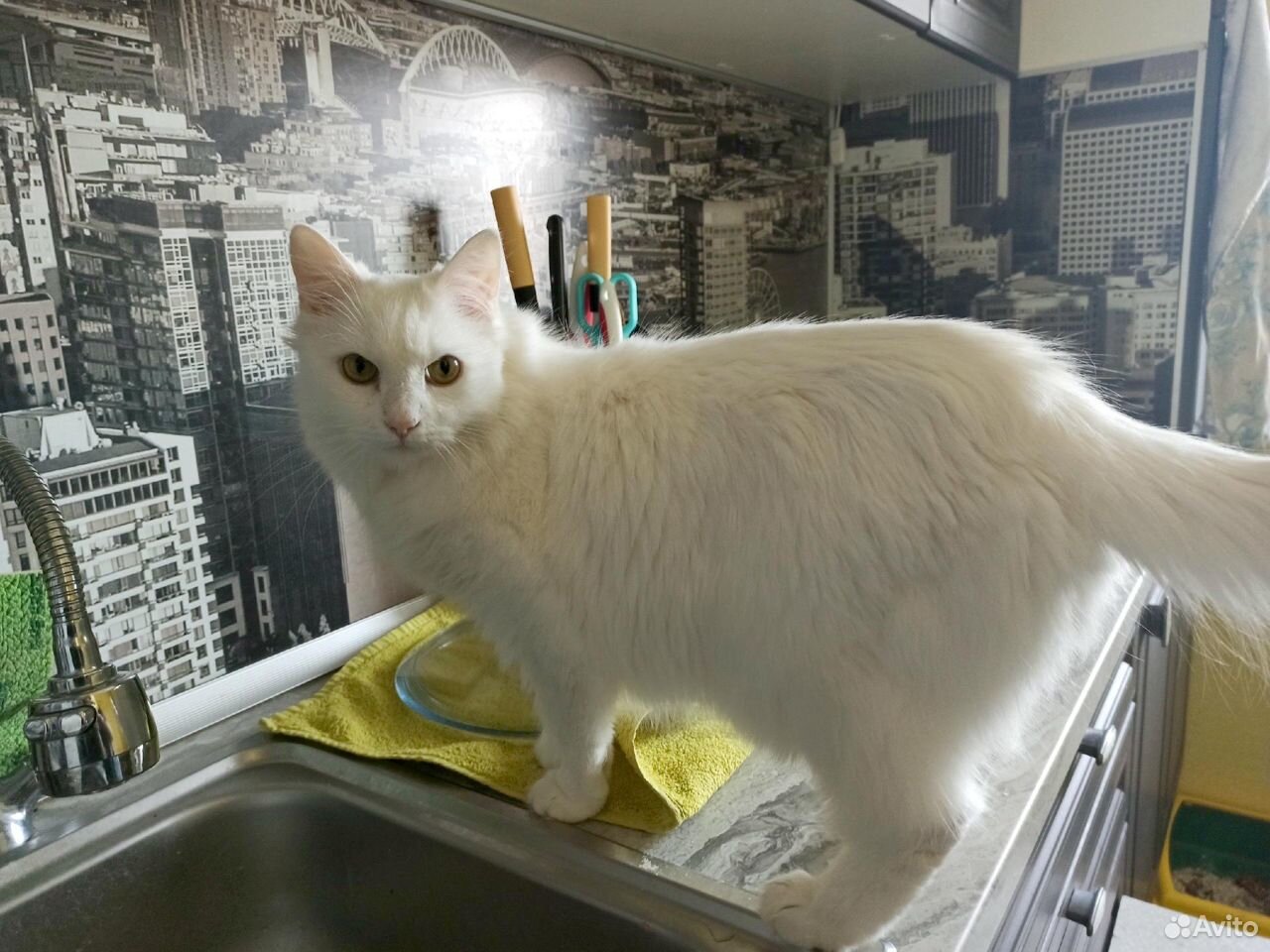 Белый кот Сугроб в добрые руки купить на Зозу.ру - фотография № 3