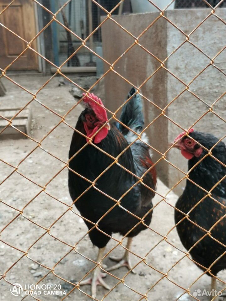 Цыплята мясо яичные купить на Зозу.ру - фотография № 2