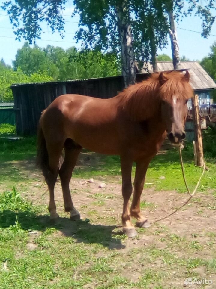 Лошадь(жеребец) купить на Зозу.ру - фотография № 3