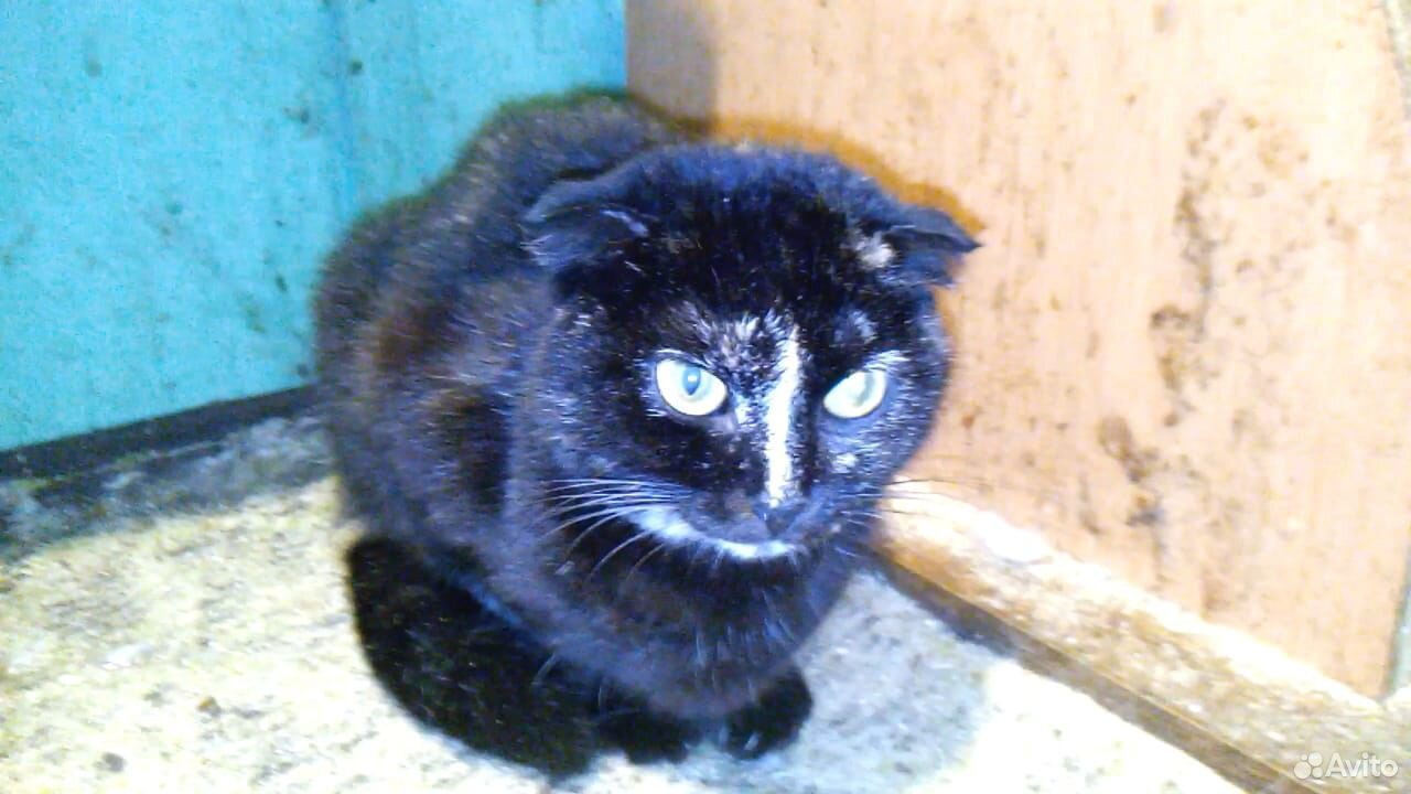 Отдадим бесплатно кошек из приюта купить на Зозу.ру - фотография № 5