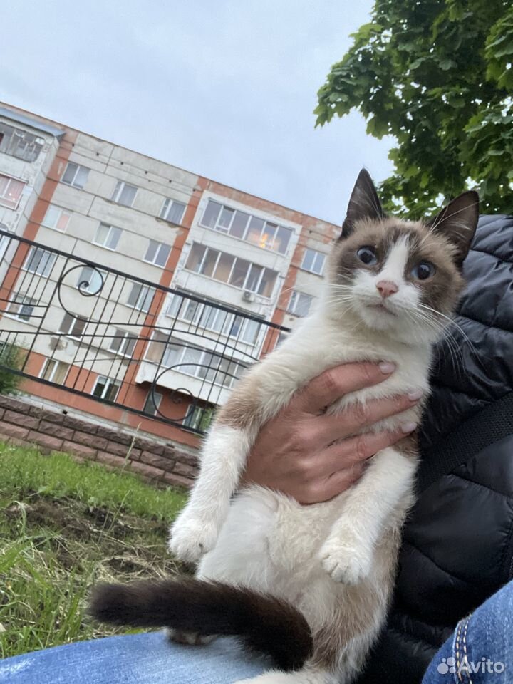 Котёнок купить на Зозу.ру - фотография № 5