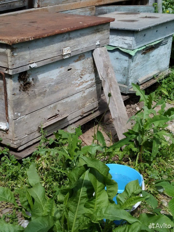 Пчелы семьи с ульями купить на Зозу.ру - фотография № 3