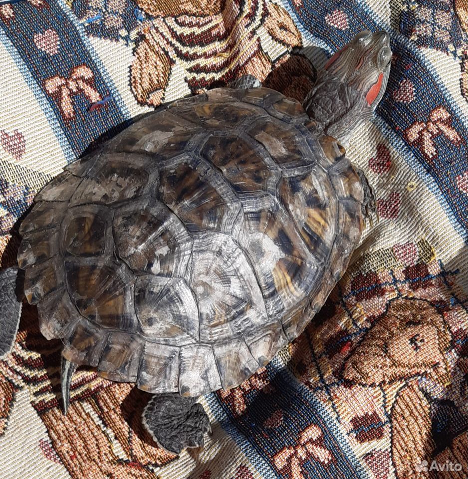 Отдаём бесплатно красноухую черепаху купить на Зозу.ру - фотография № 3