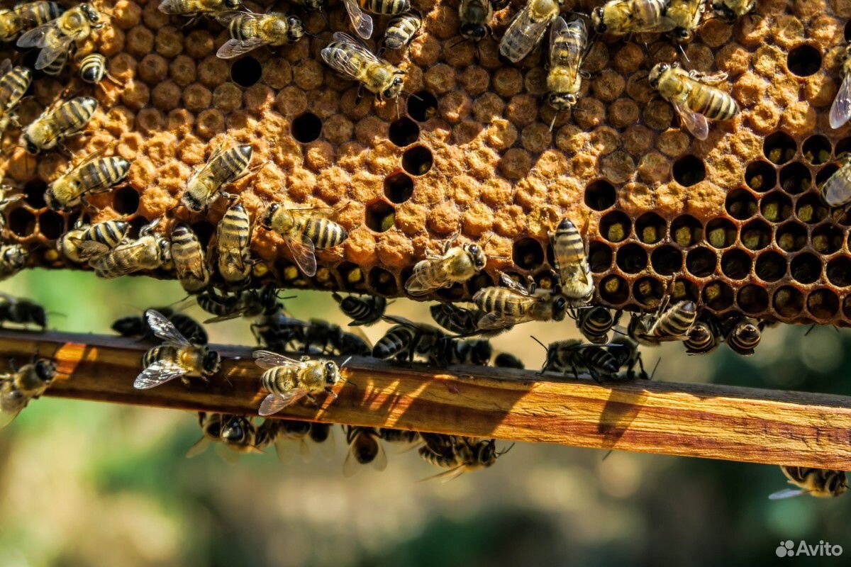 Продается пчелиная сушь и инвентарь для пасеки купить на Зозу.ру - фотография № 1