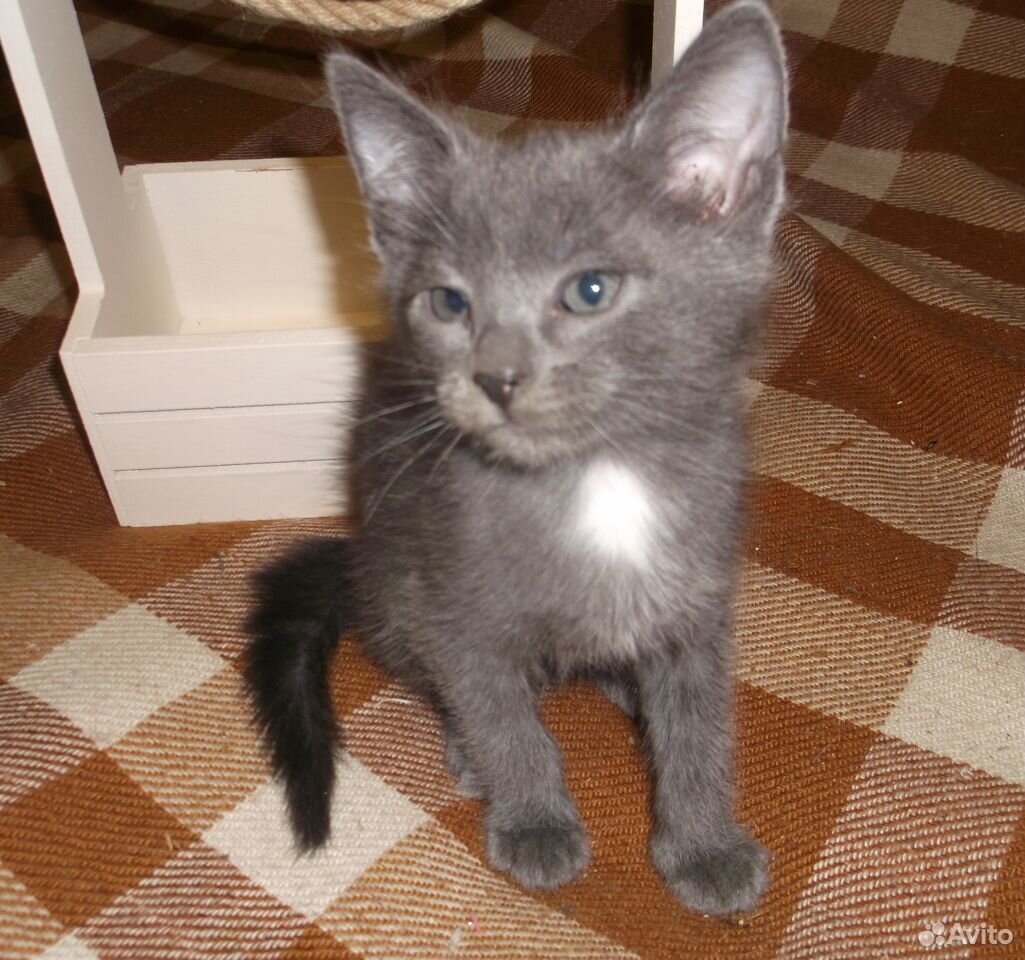 Воспитанный котик Филя от кошки-мышеловки купить на Зозу.ру - фотография № 4