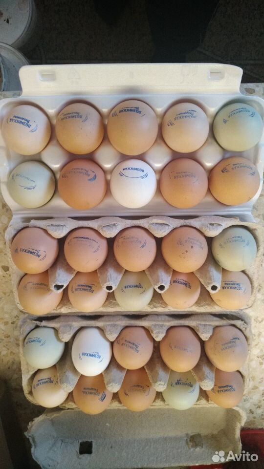 Яйцо инкубационное разных пород купить на Зозу.ру - фотография № 2