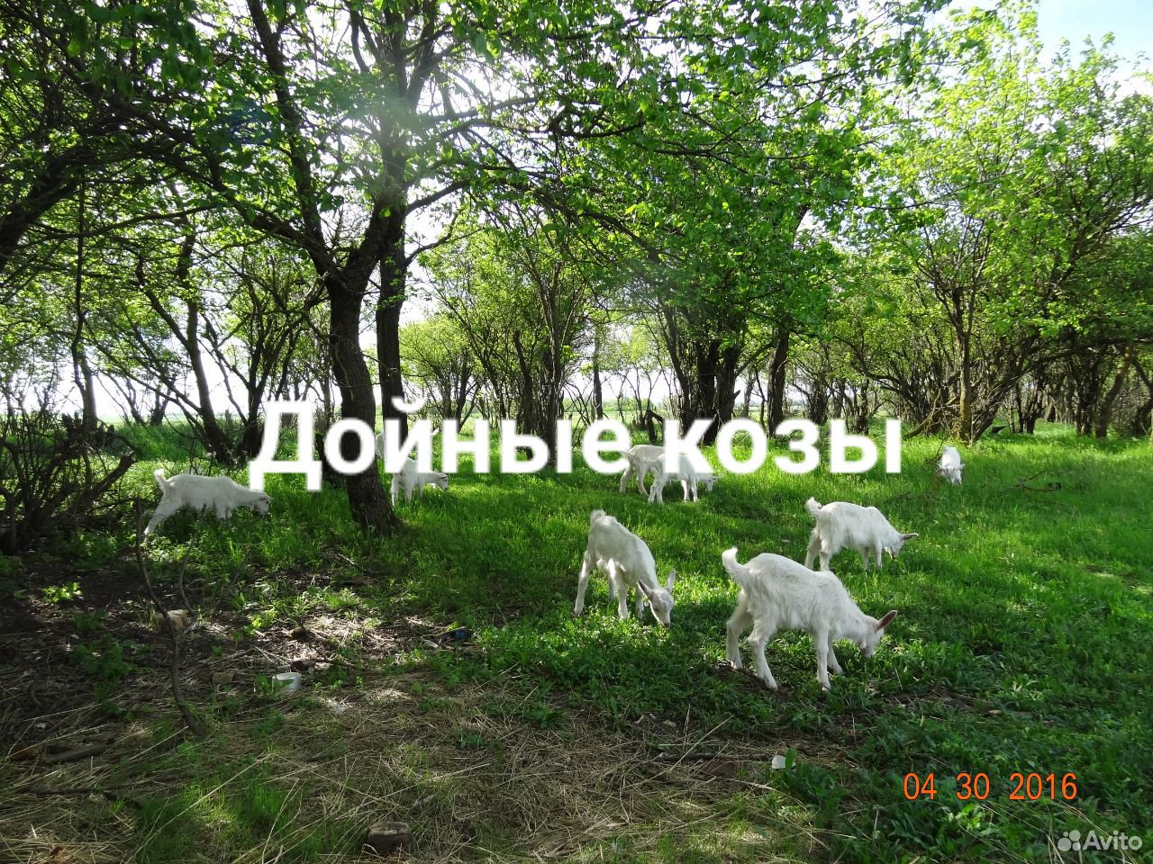 Продаются козы дойные трехлетки купить на Зозу.ру - фотография № 1