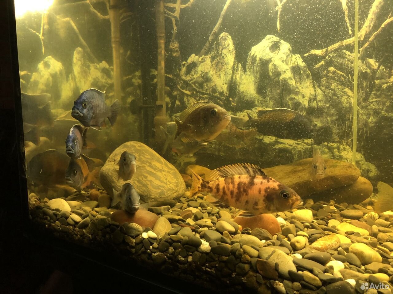 Большой готовый аквариум с рыбками купить на Зозу.ру - фотография № 5