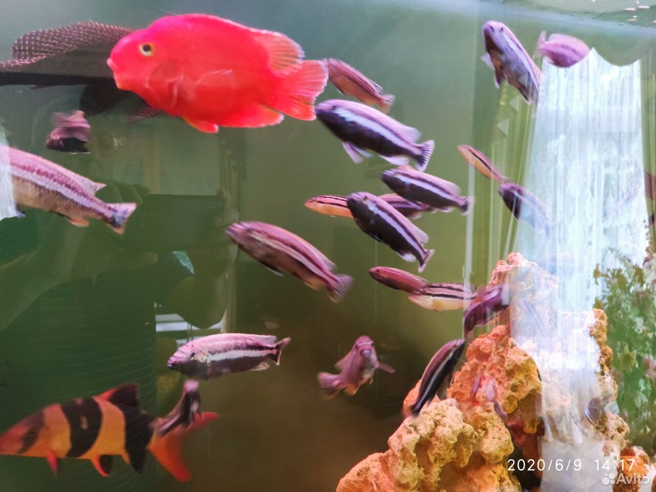 Рыбки аквариум купить на Зозу.ру - фотография № 3