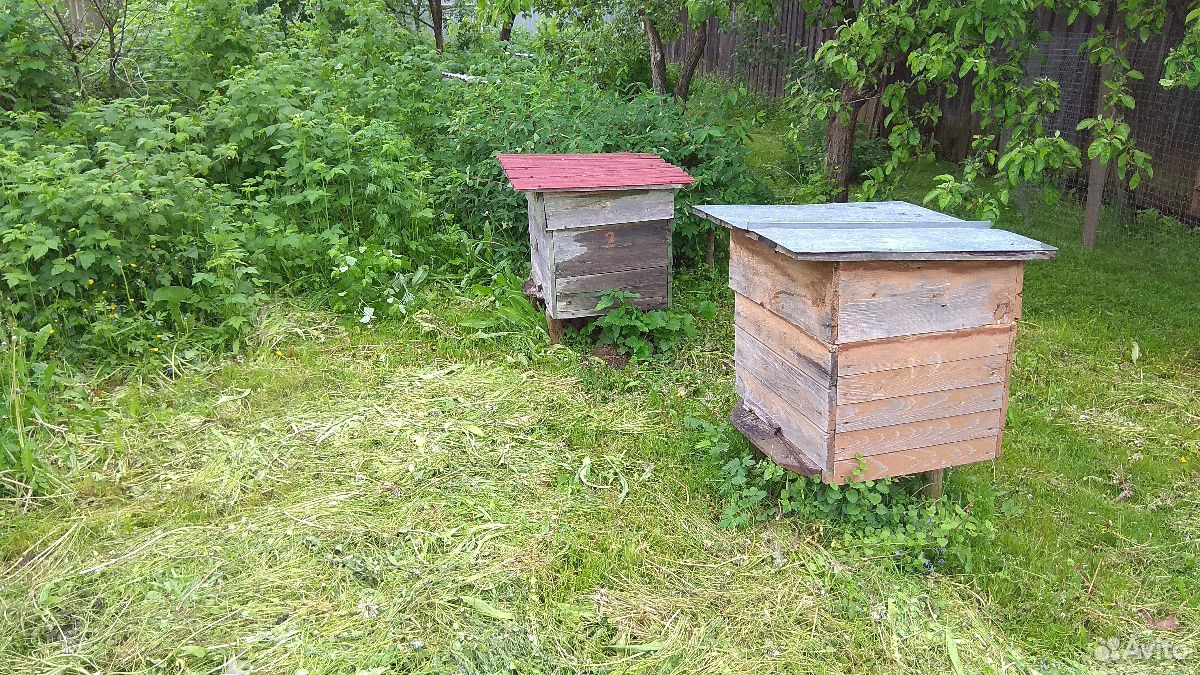 Пчелосемьи купить на Зозу.ру - фотография № 3
